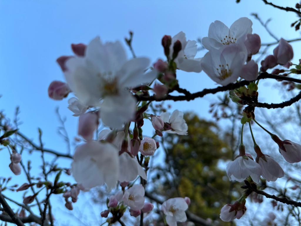 今日から４月です