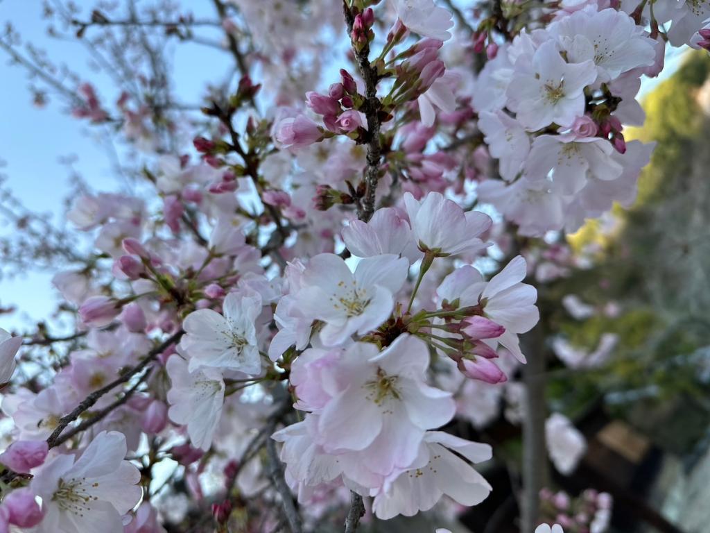 今日から４月です