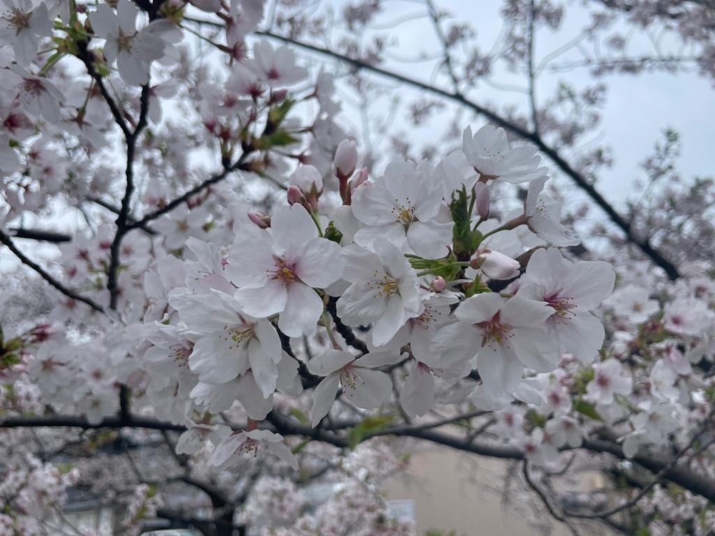 DSとお花見へ🌸