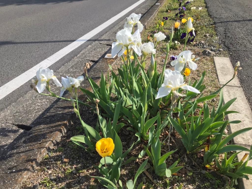 ４月も半月が経ちました。