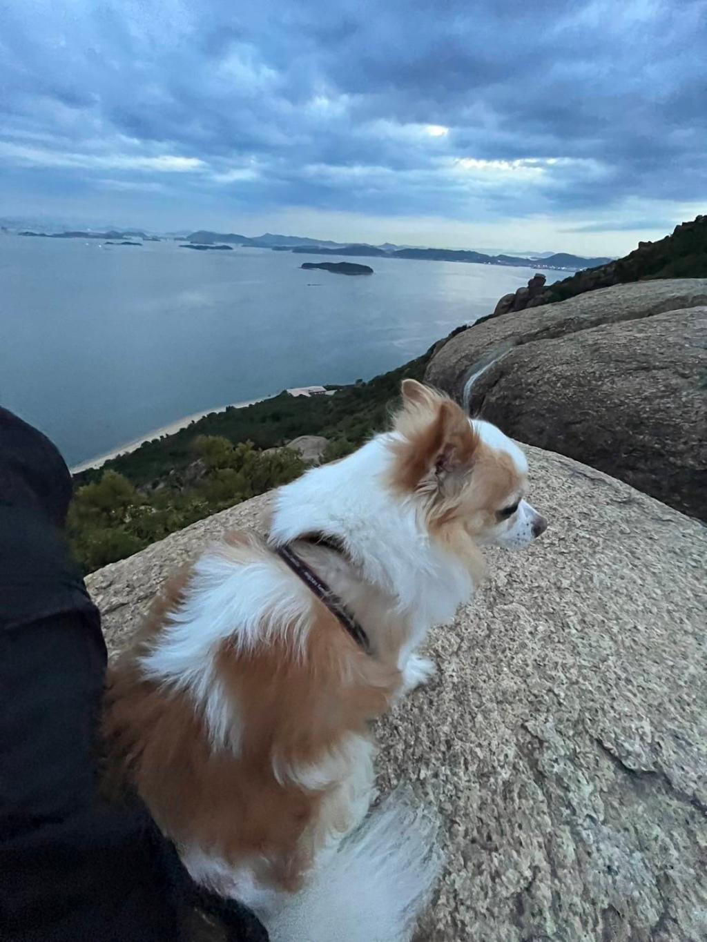 愛犬とドライブ