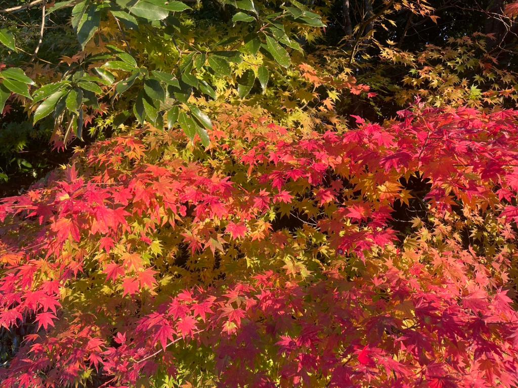 紅葉🍁