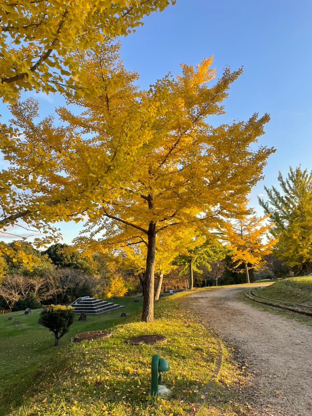 紅葉🍁