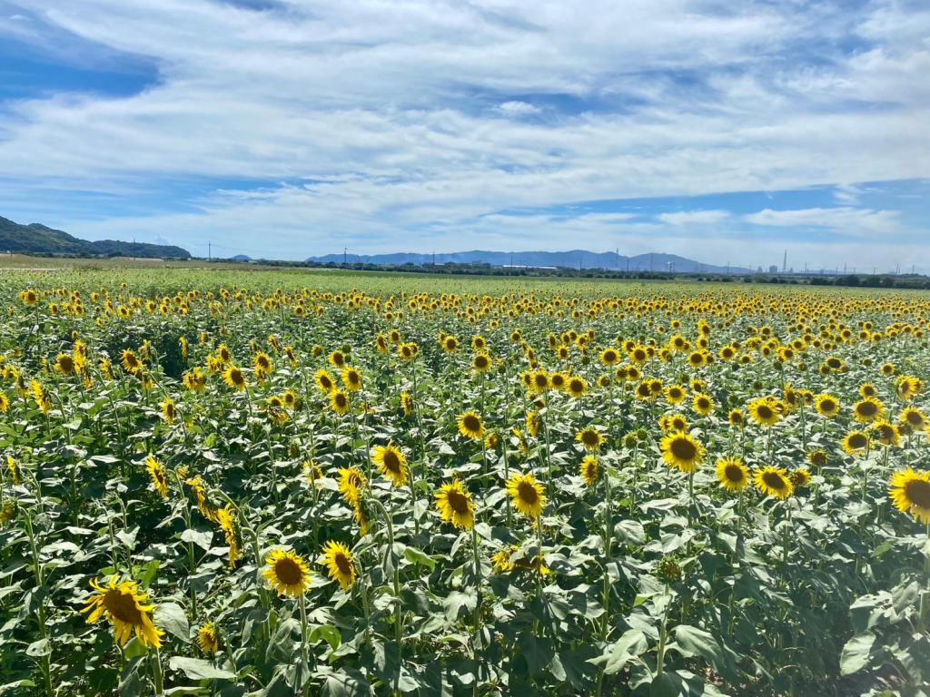 まだまだ夏🌻