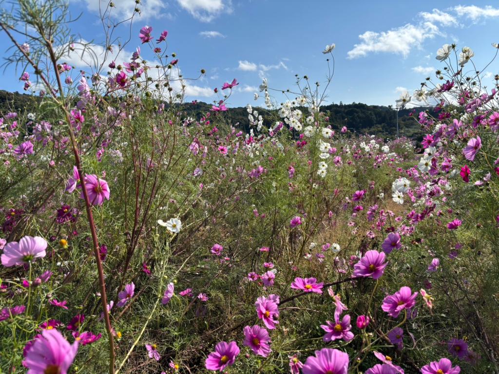 今日から１１月です