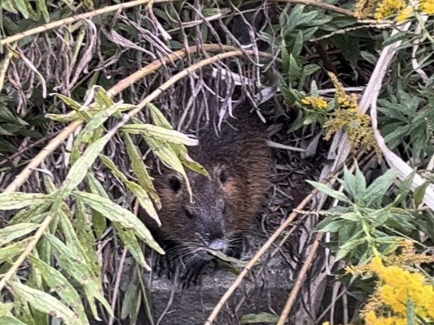 ヌートリア！？