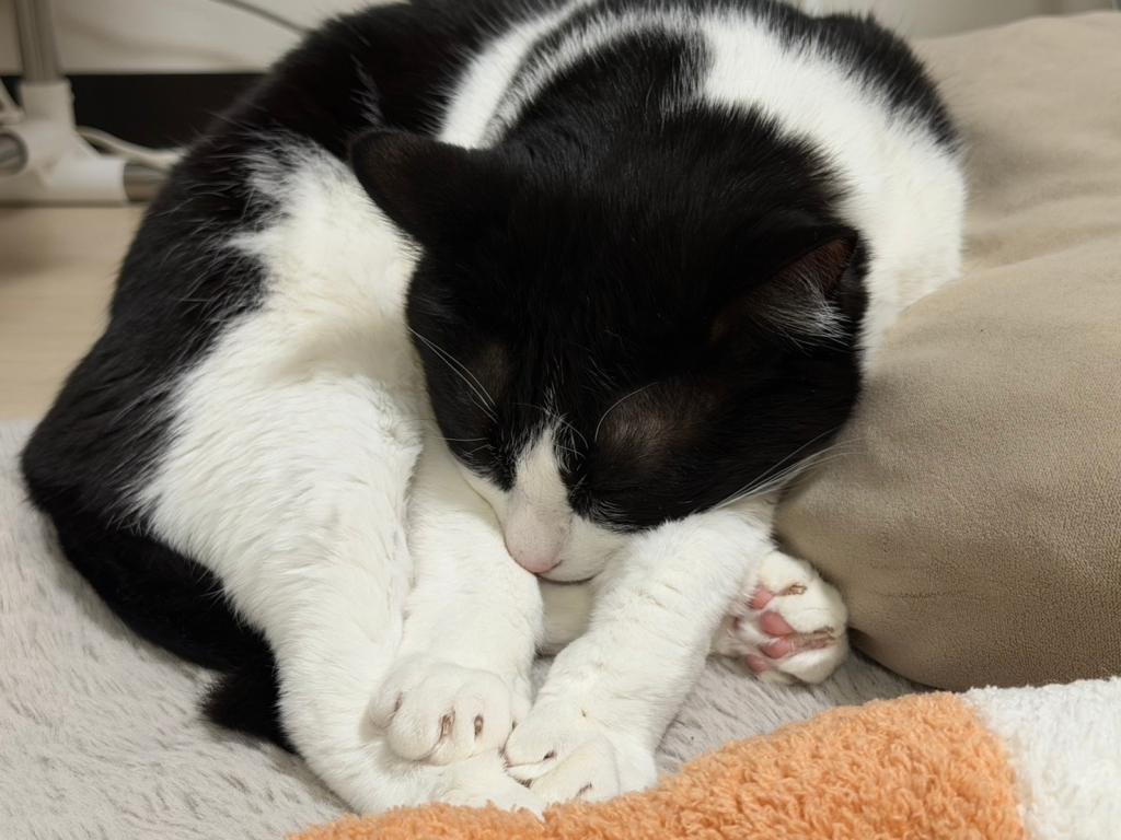 高画質とふわふわをGET！