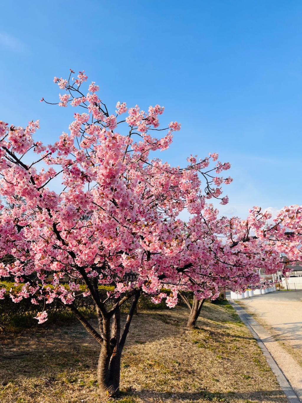 ふと足を止めたくなる春の景色🌸